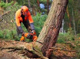 Best Tree Trimming and Pruning  in Gregory, TX