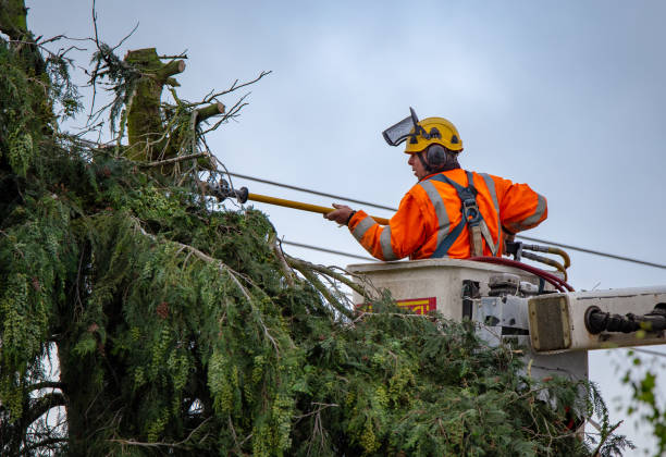 How Our Tree Care Process Works  in  Gregory, TX