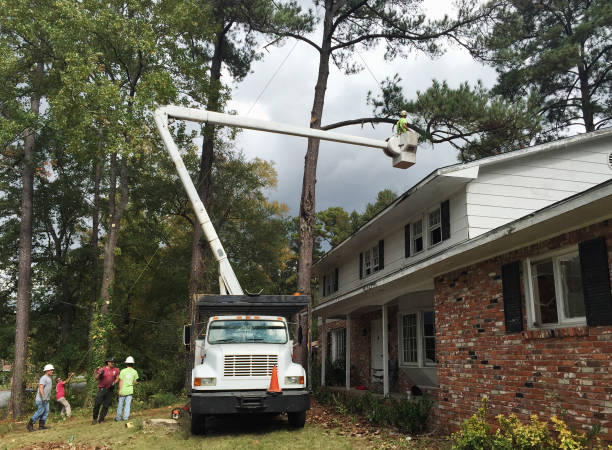 Leaf Removal in Gregory, TX