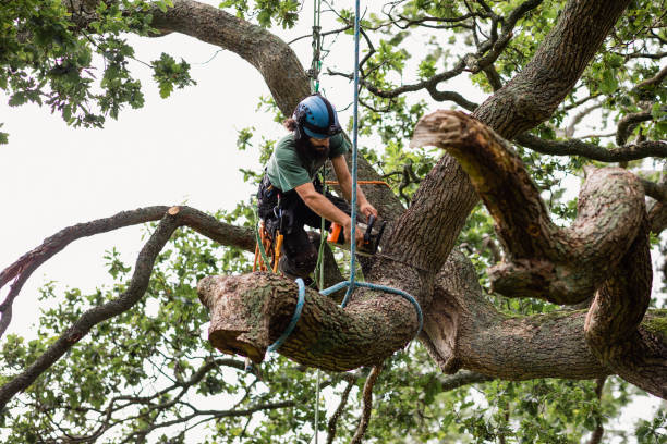 Reliable Gregory, TX Tree Services Solutions