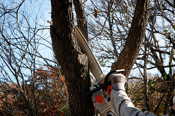 Best Arborist Consultation Services  in Gregory, TX